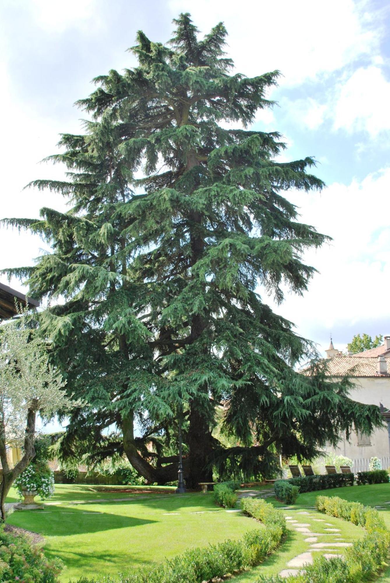 Hotel Villa Beccaris Monforte dʼAlba Dış mekan fotoğraf